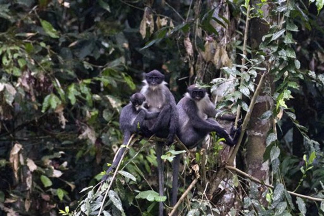 indonesia extinct monkey--